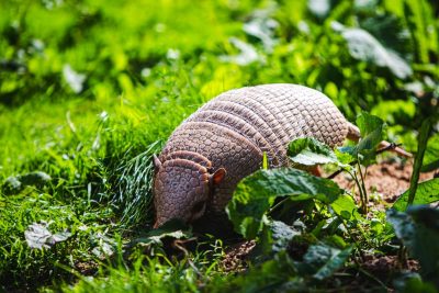 how to get rid of armadillos