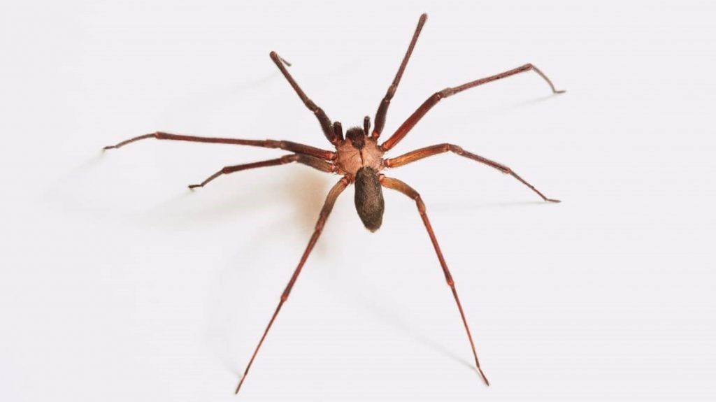 Brown Recluse identification