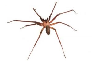 Brown Recluse 1