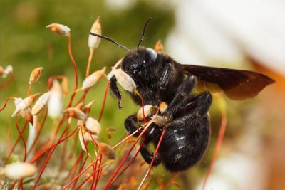 Do Carpenter Bees Sting