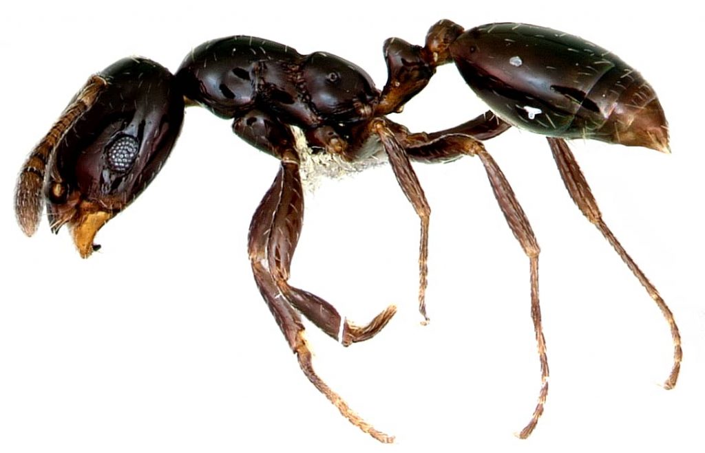 little black ant close up