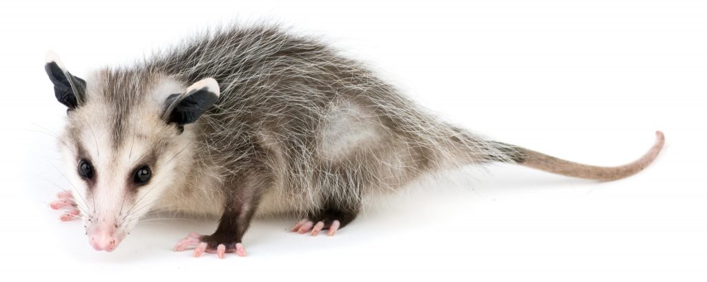 are opossums dangerous identification