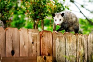 are opossums dangerous
