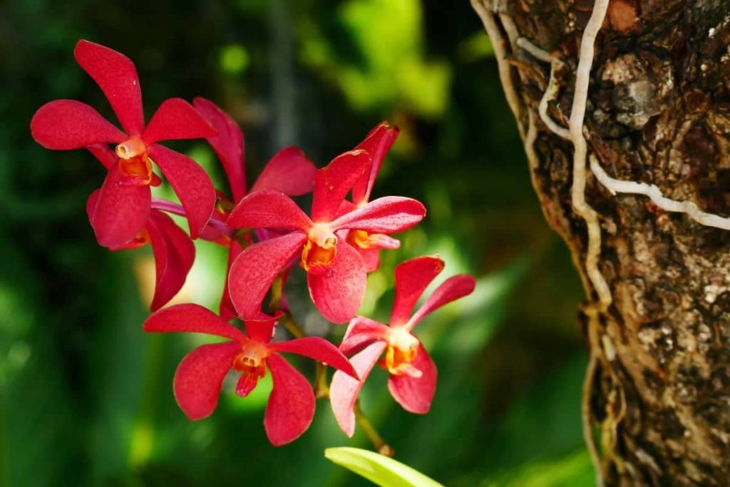 Caring for orchids