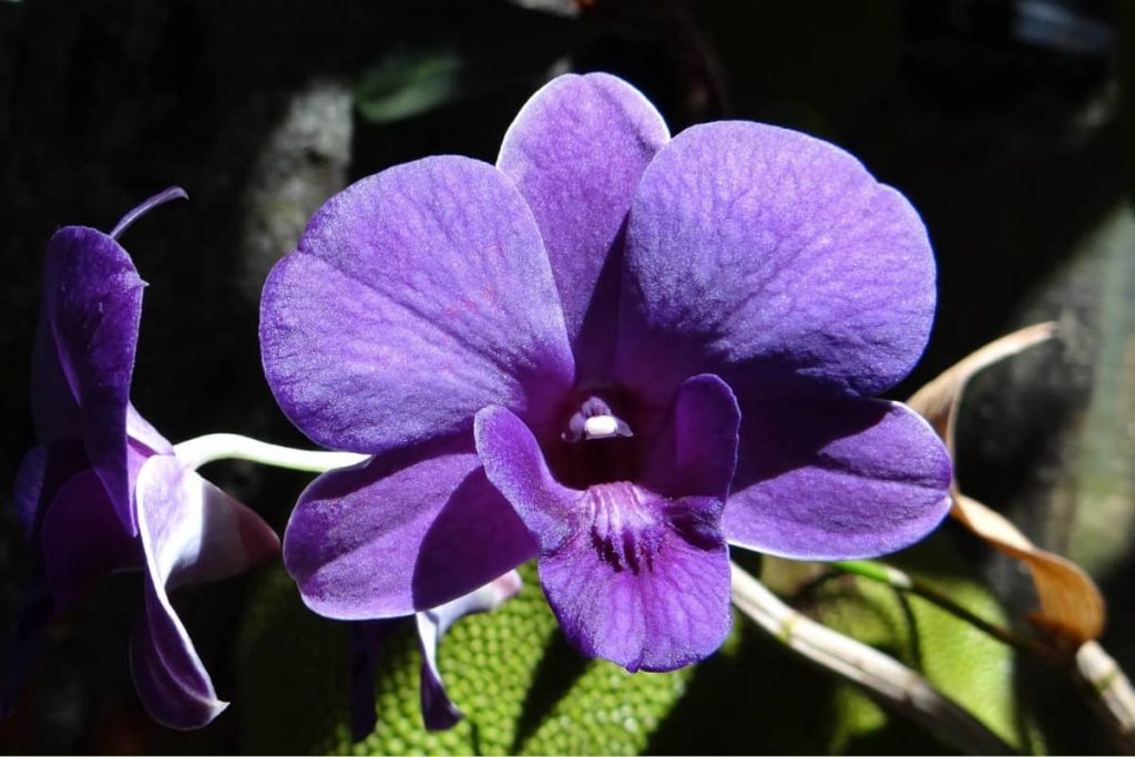 Purple Dandrobium Orchid