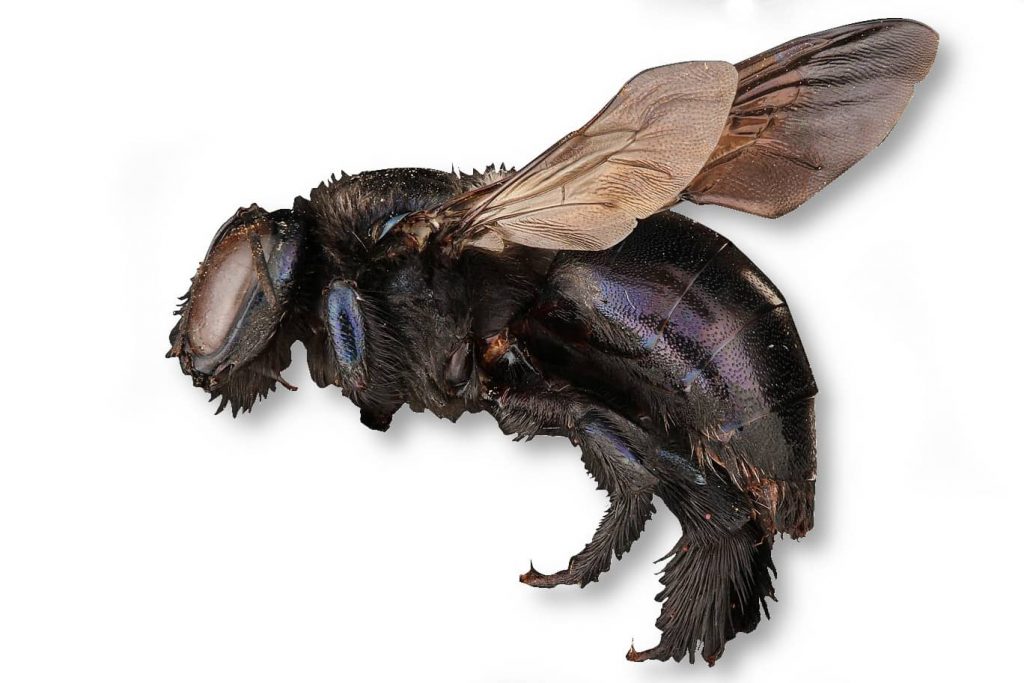 carpenter bee identification