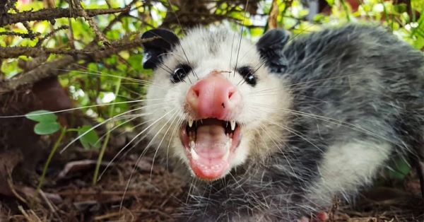 do possums bite