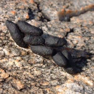 what-does-possum-poop-look-like.