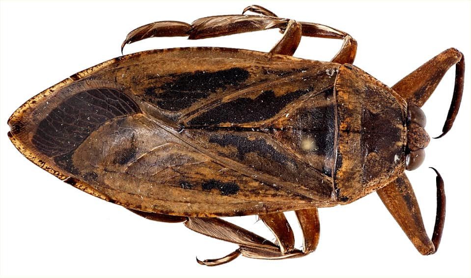 Belostomatidae HuntingtonVT 1