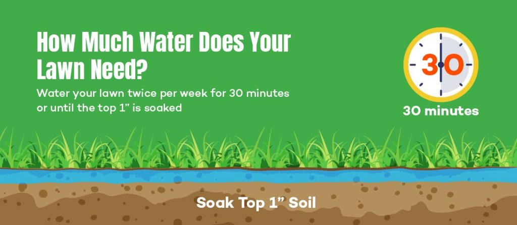 How Much Water Does Your Lawn Need