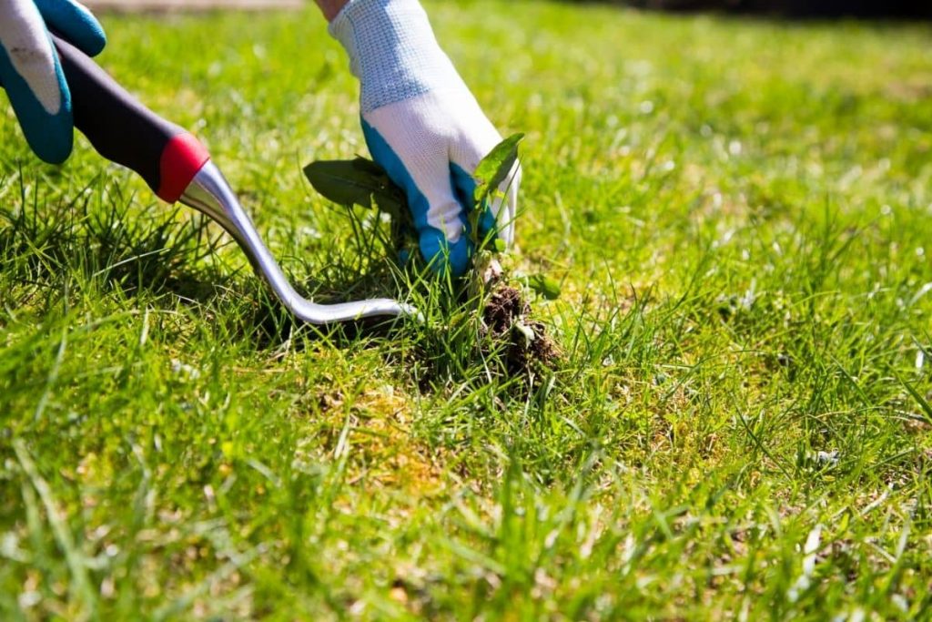 How To Get Rid Of A Lawn Full Of Weeds