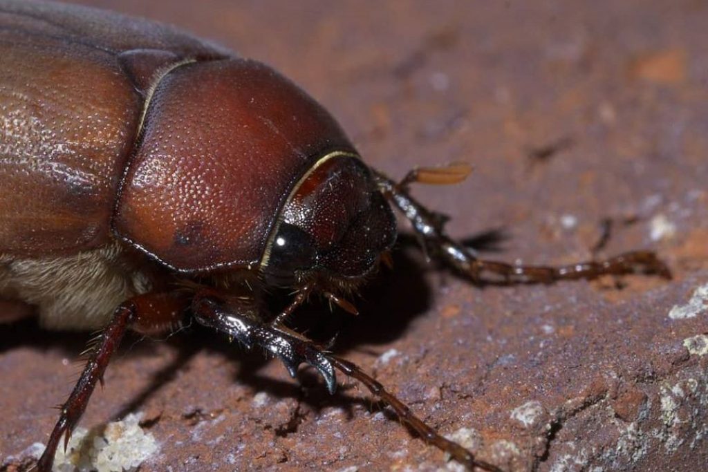 How to get rid of june bugs