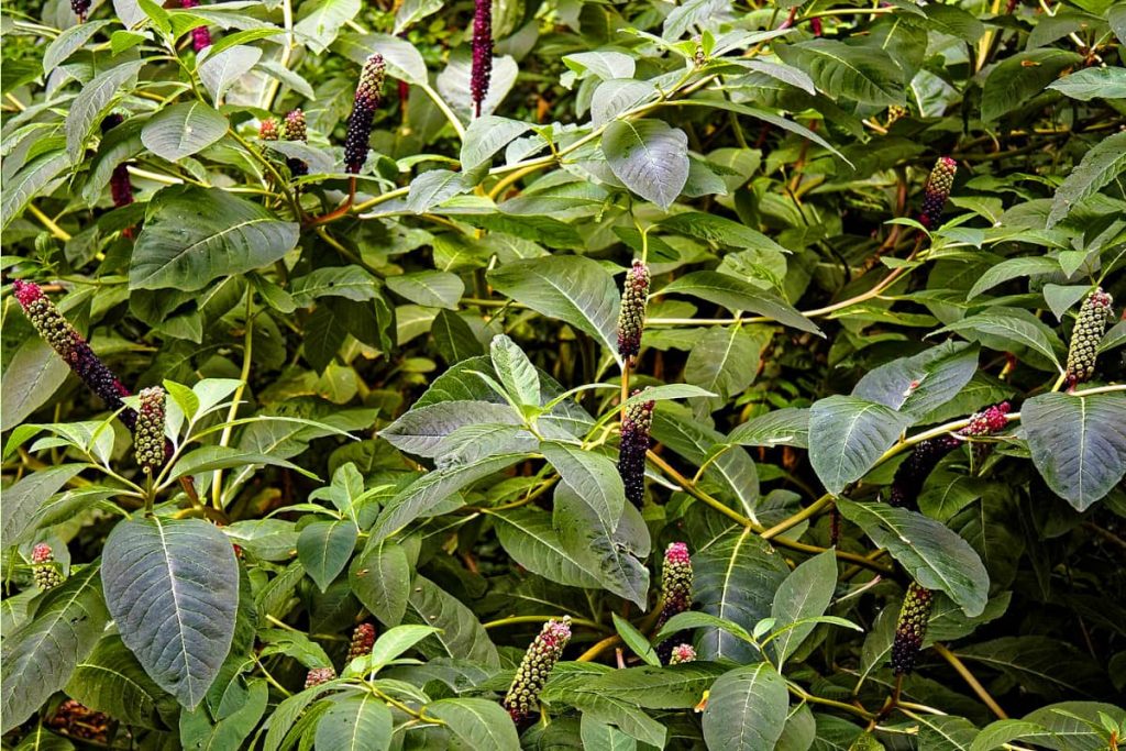 How to get rid of pokeweed leaves