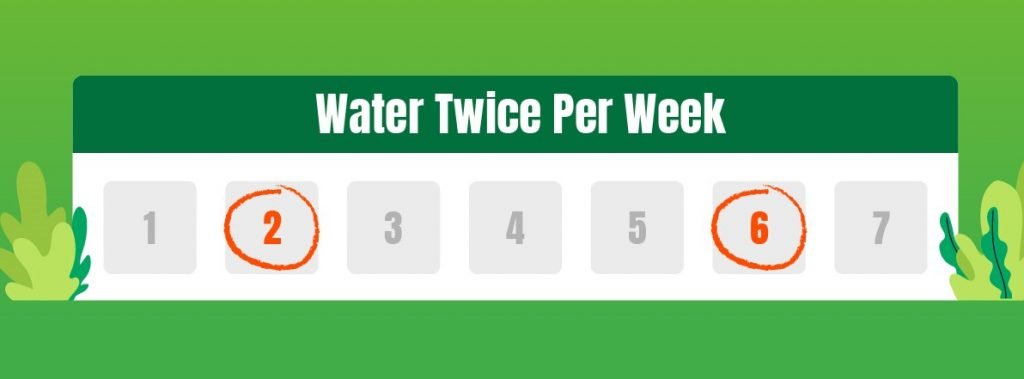 Water your lawn twice per week