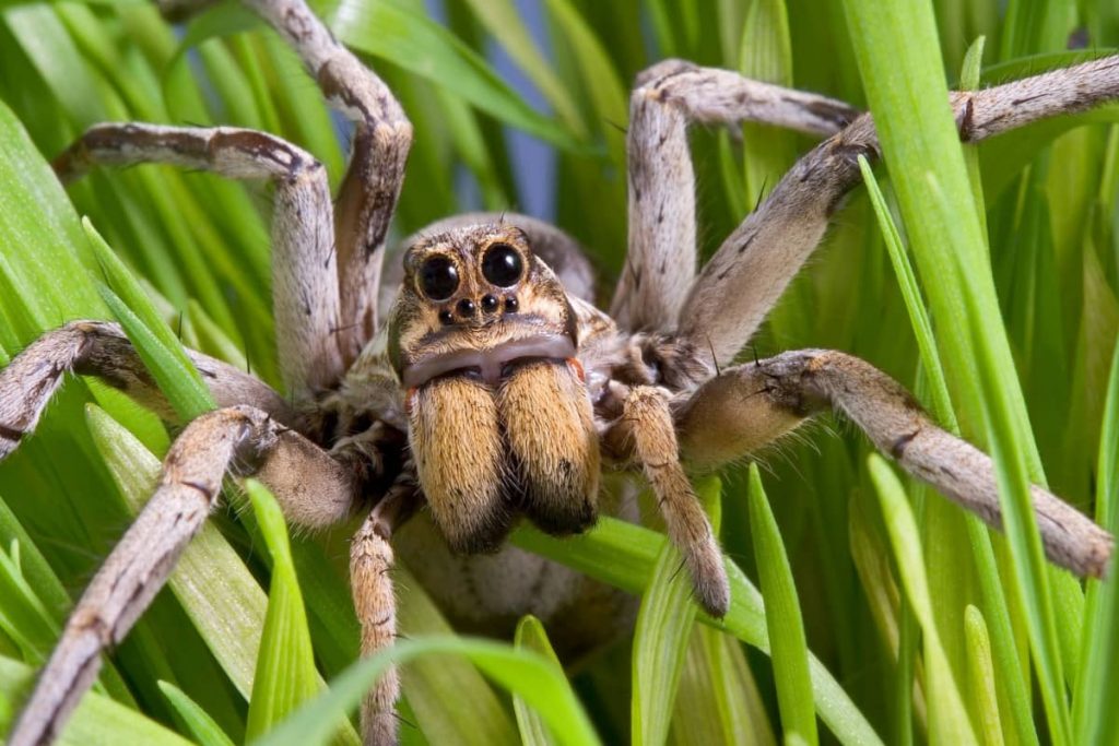 how to get rid of wolf spiders