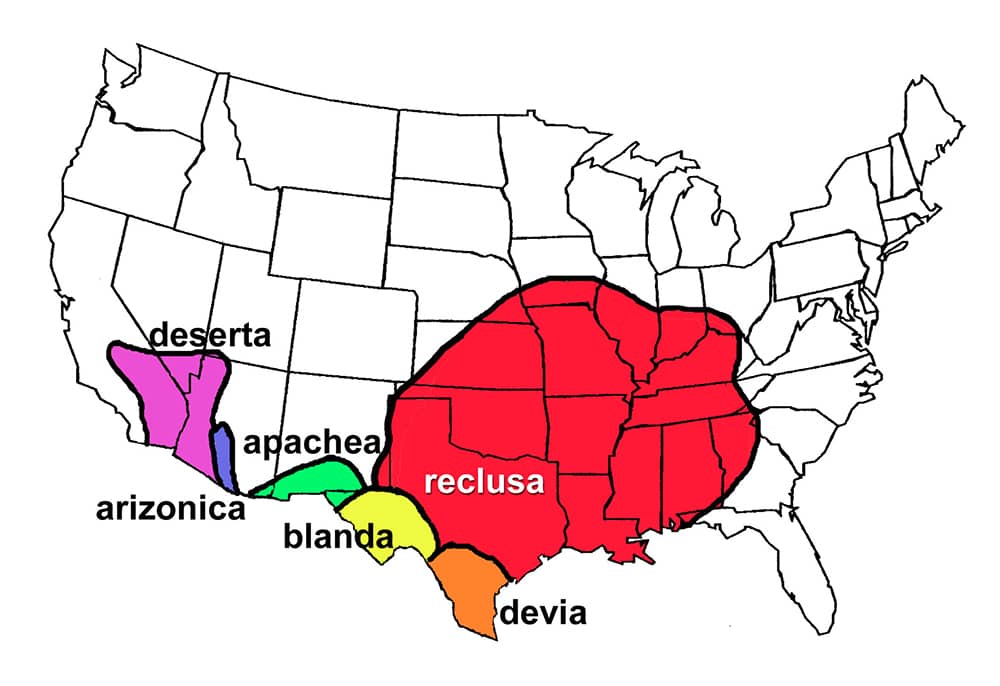 brown recluse range map