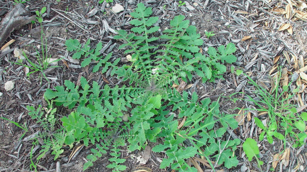 how to get rid of a lawn full of weeds