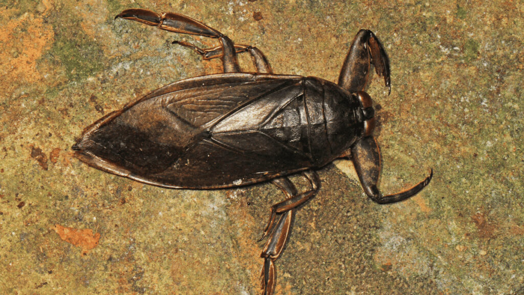 how to get rid of waterbugs