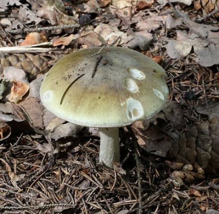death cap mushroom