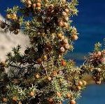 juniper