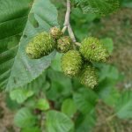 alnus alder