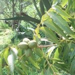 hickory fruit