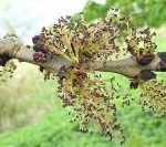 ash tree male flowers