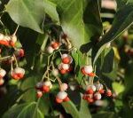Bittersweet vine