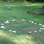 mushroom Fairy_Ring