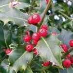 Ilex Holly