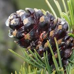 pine cone