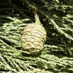 giant redwood cone