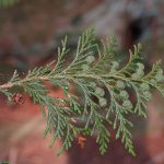 False cypress