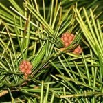 Japanese umbrella pine