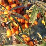 Sea buckthorn