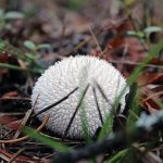 Spiny_Puffball_Mushroom_(15437938476)