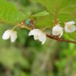 Actinidia