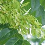 Ailanthus tree of heaven