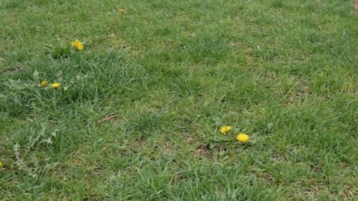 Broadleaf weeds after 2 applications