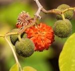 Broussonetia mulberry