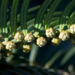 Cephalotaxus_harringtonia_Plum_Yew