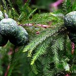 Bald_Cypress_Seedpods