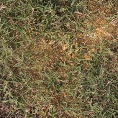 Corn Glutenmeal Fertilizer before