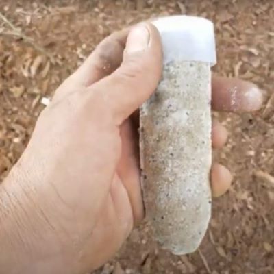 Jobes Fruit and Nut spike with protective hammer cap