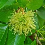 Osage Orange