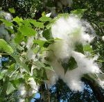 Monoecious And Dioecious Trees 1