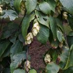 hornbeam
