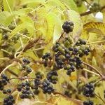 Phellodendron amur cork tree