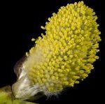 Salix willow