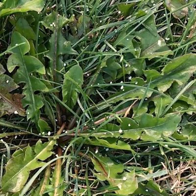 Scotts Winter Guard weed and feed granules